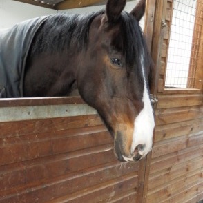 Horse looking out of covered stables