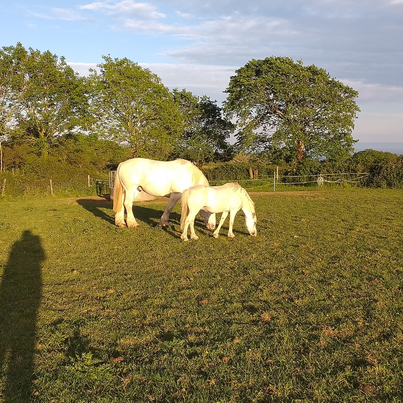 Little and large grazing togehter