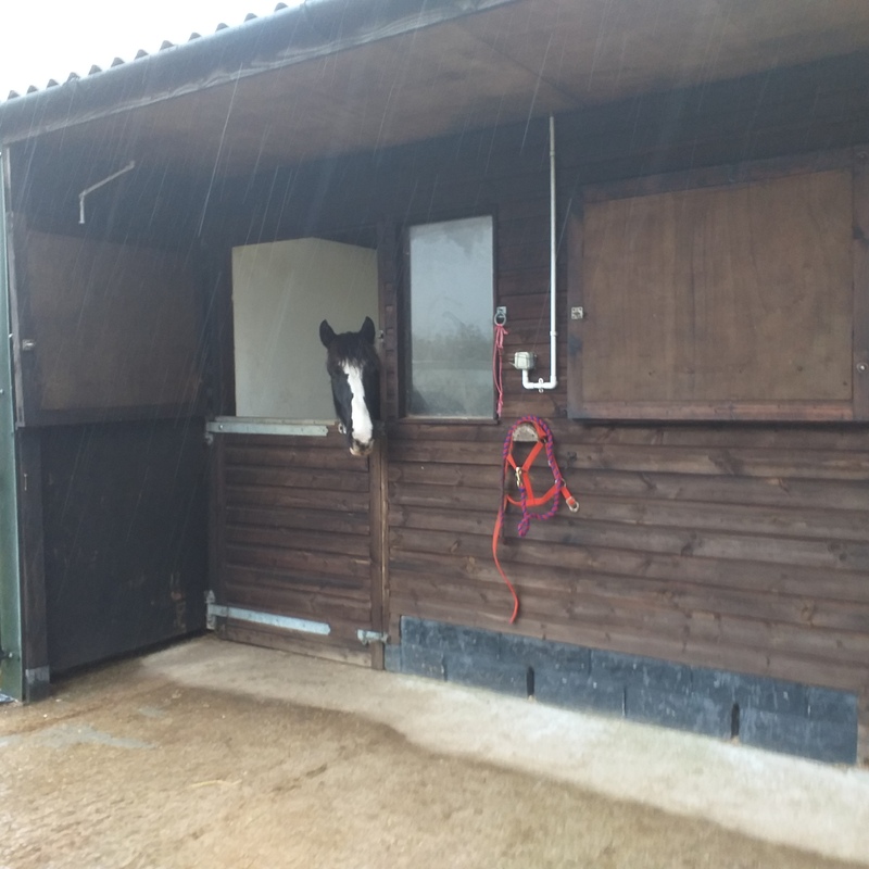 Outdoor stable with pony looking out
