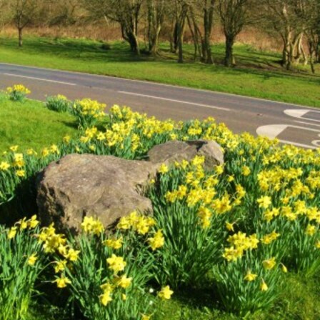 Daffodils in bloom in local village