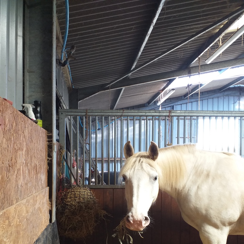 Horse with hay at indoor stable